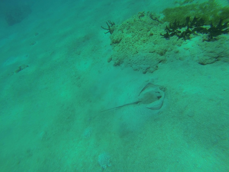 Caribbean Sea Boat Snorkel Tour