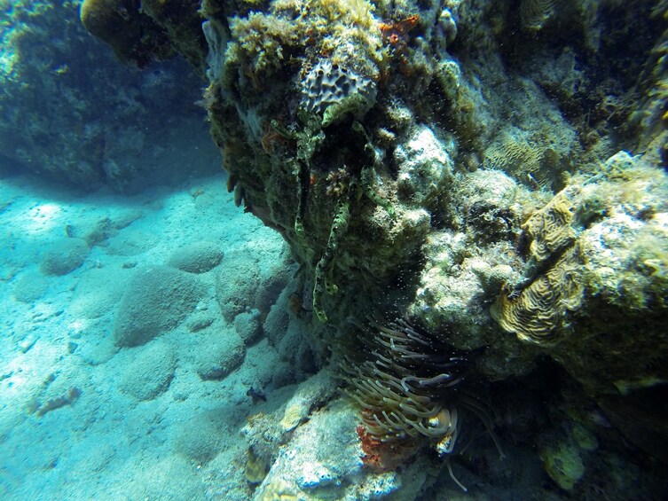 Caribbean Sea Boat Snorkel Tour