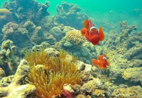 Pandan Pandan Island Discover Scuba
