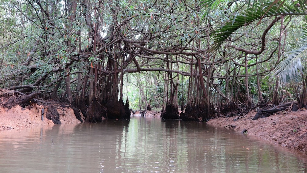 The Lost Zone Amazon & Old Town