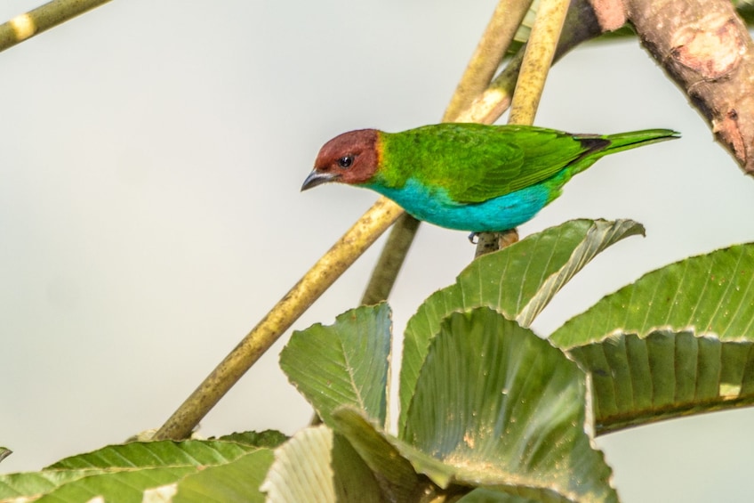 Show item 4 of 4. Birdwatching in a Private Reserve
