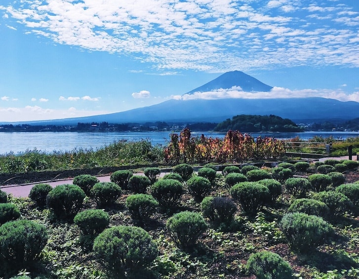 Mt. Fuji and Lake Kawaguchi Scenic Spots 1-Day Bus Tour