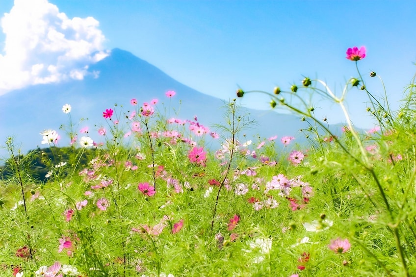 Mt. Fuji and Lake Kawaguchi Scenic Spots 1-Day Bus Tour