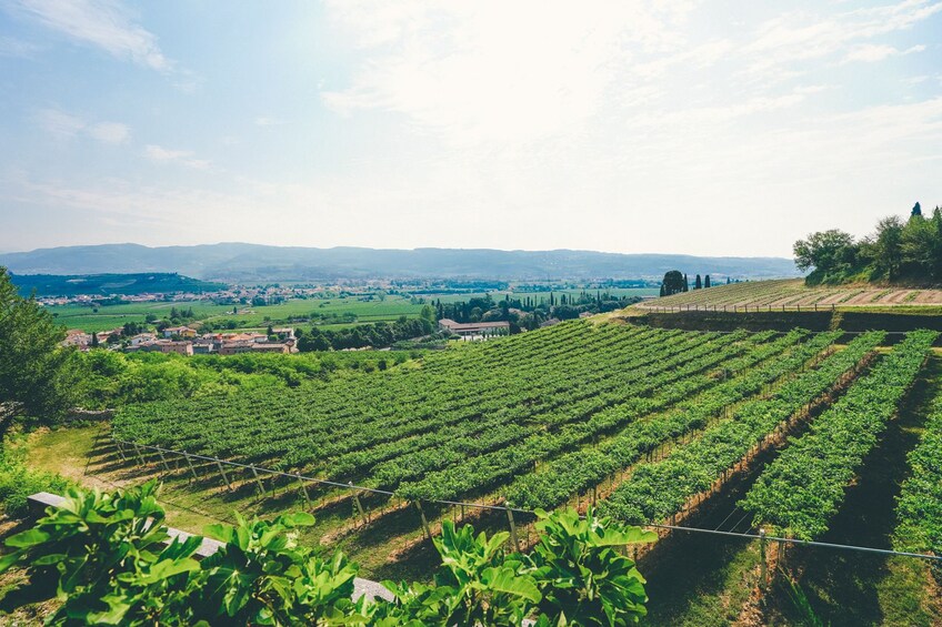Amarone Classico Wine Tour