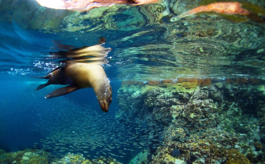 All-Inclusive Sailing, Snorkeling Remote Beaches & Sea Lions