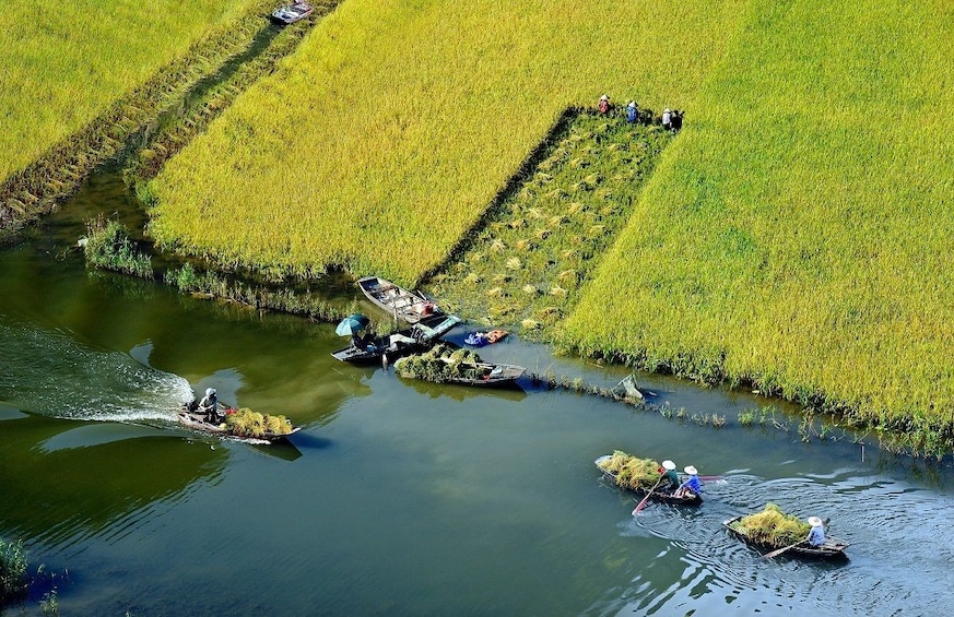Show item 3 of 10. Rice field along river in Ninh Binh