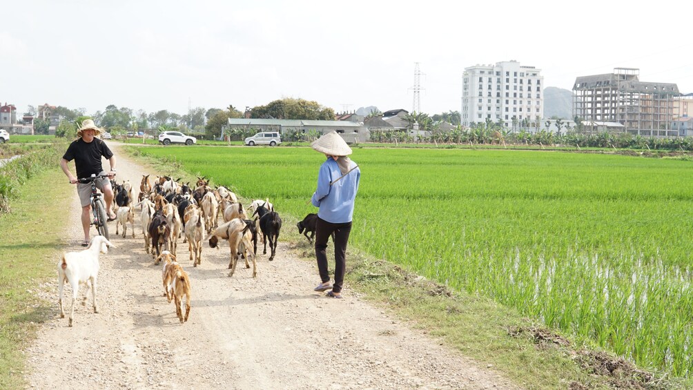 Herd of goats on a road in Hoa Lu