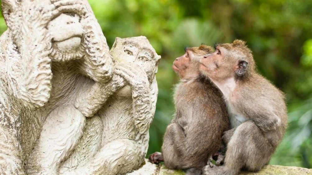 Show item 1 of 10. Best of Ubud: Monkey Forest, Temple, Waterfall and more