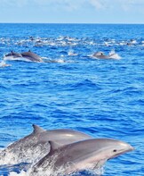 Dolphin and Whale Watch Safari