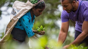 Private Tea Plucking And Tea Factory Tour in Nuwara Eliya