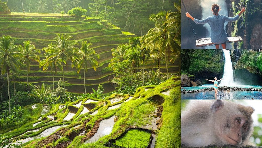 Show item 1 of 9. Full Day Ubud Tour: Culture, Arts show, Waterfall &Rice view