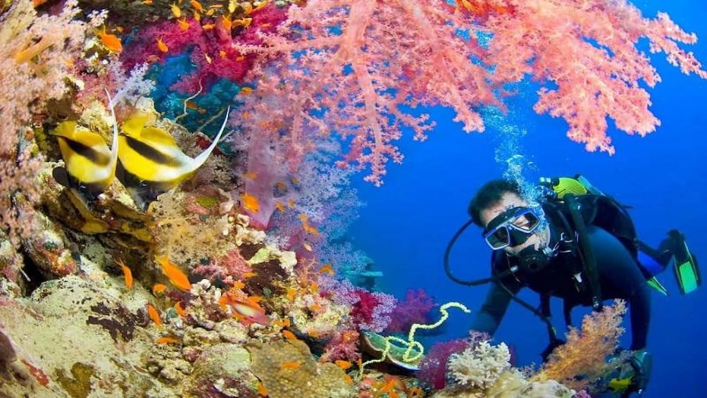 Man snorkels near colorful coral reefs at Ras Mohammed National Park