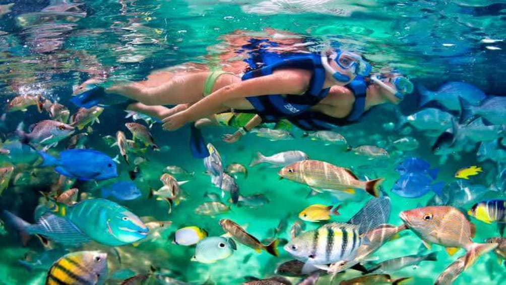 People snorkel surrounded by fish in Ras Mohammad National Park