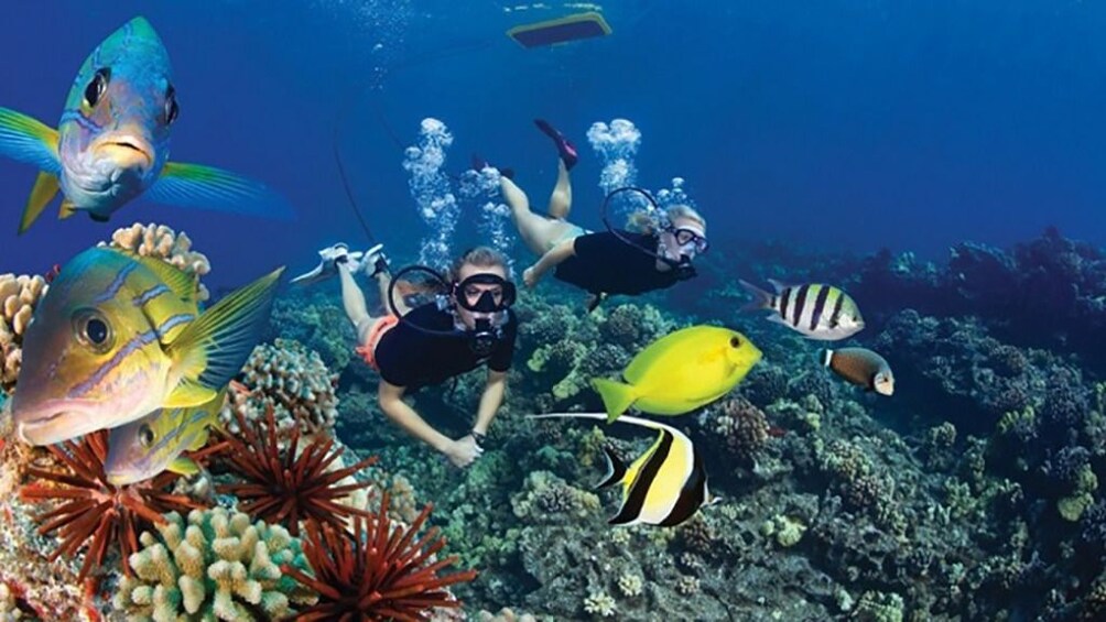 Two snorkelers swim with colorful fish in Egypt