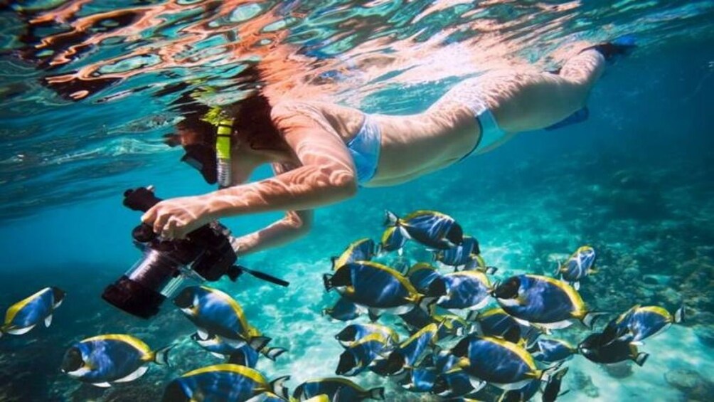 Snorkeler uses large camera to take photo of fish in Egypt