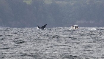 Whale Watch Ocean Exploration