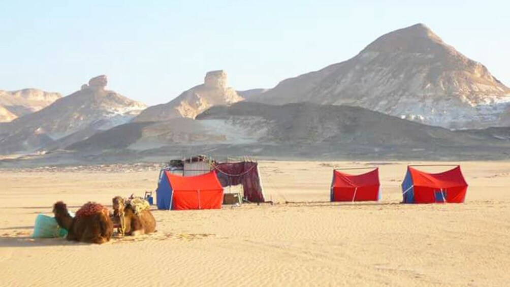 Two camels and tents in Egyptian desert