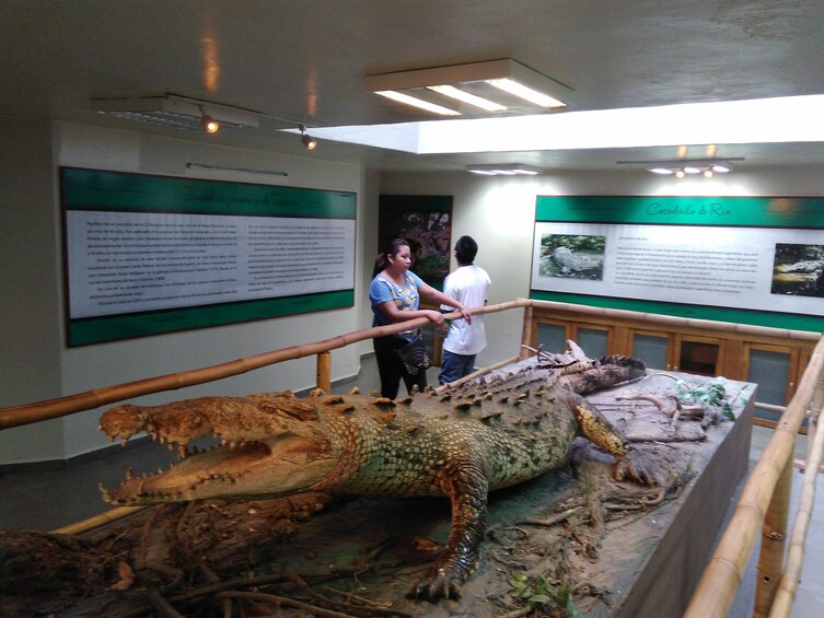 Large crocodile exhibit in National Museum of Anthropology in Mexico City, Mexico