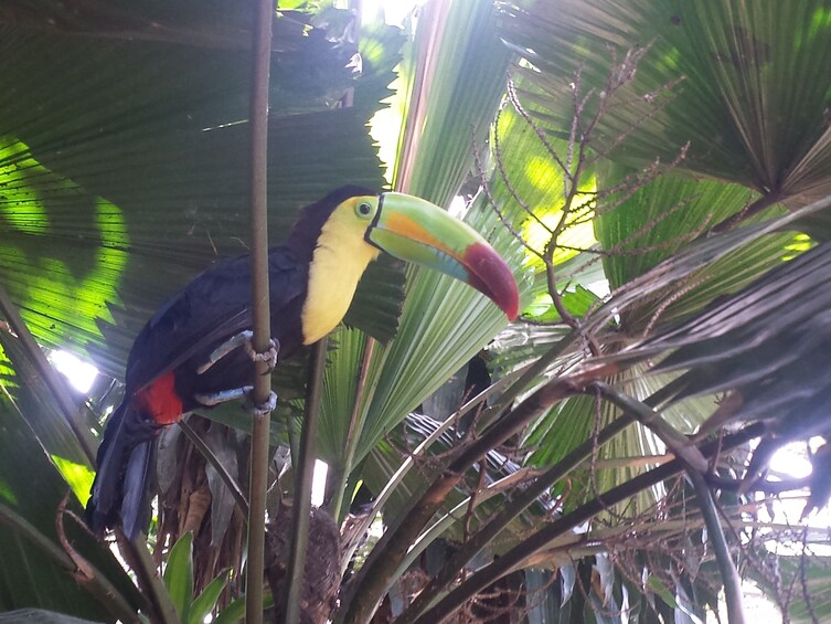 Toucan in Parque Museo La Venta in Villahermosa, Mexico