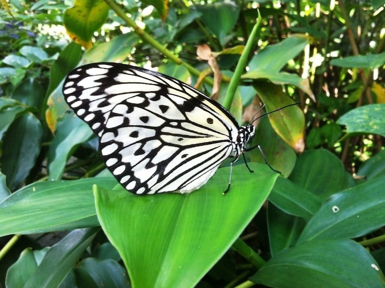 Private Kuala Lumpur Garden & Parks
