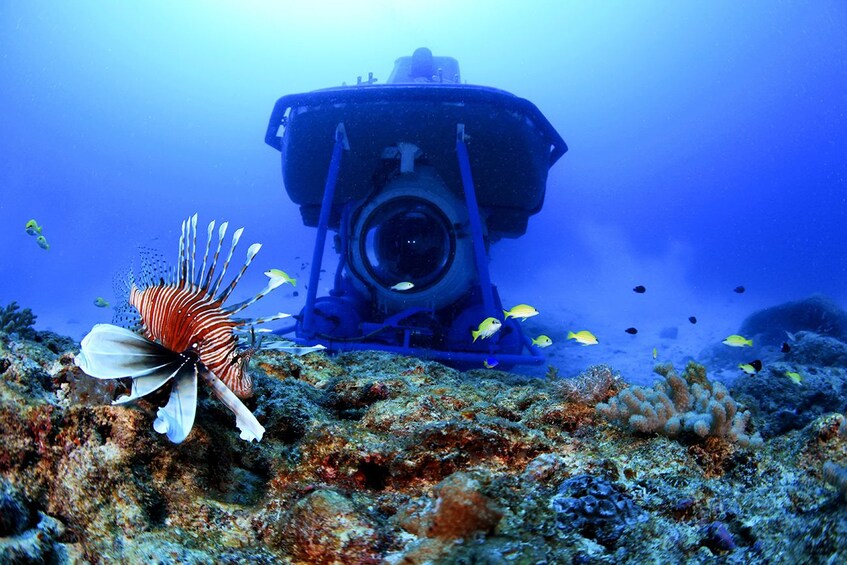 Show item 1 of 3. Blue Safari Submarine & Shopping in Grand Baie