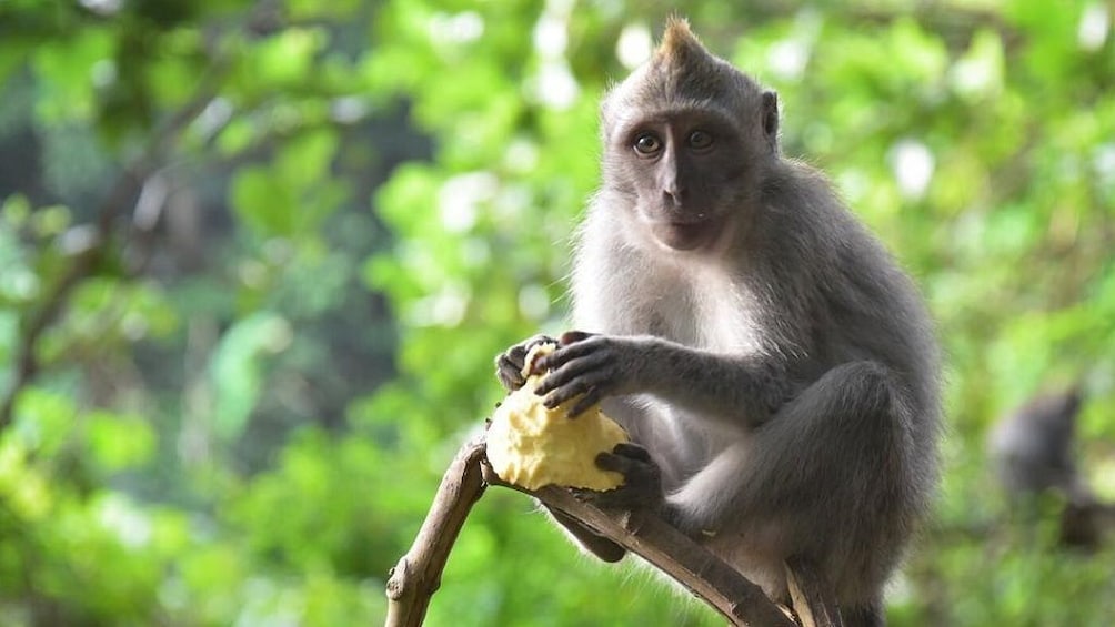 Show item 4 of 8. Private Tour: Bali Top Attractions