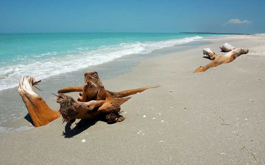 Large pieces of driftwood on white sandy beach of Playa Norte