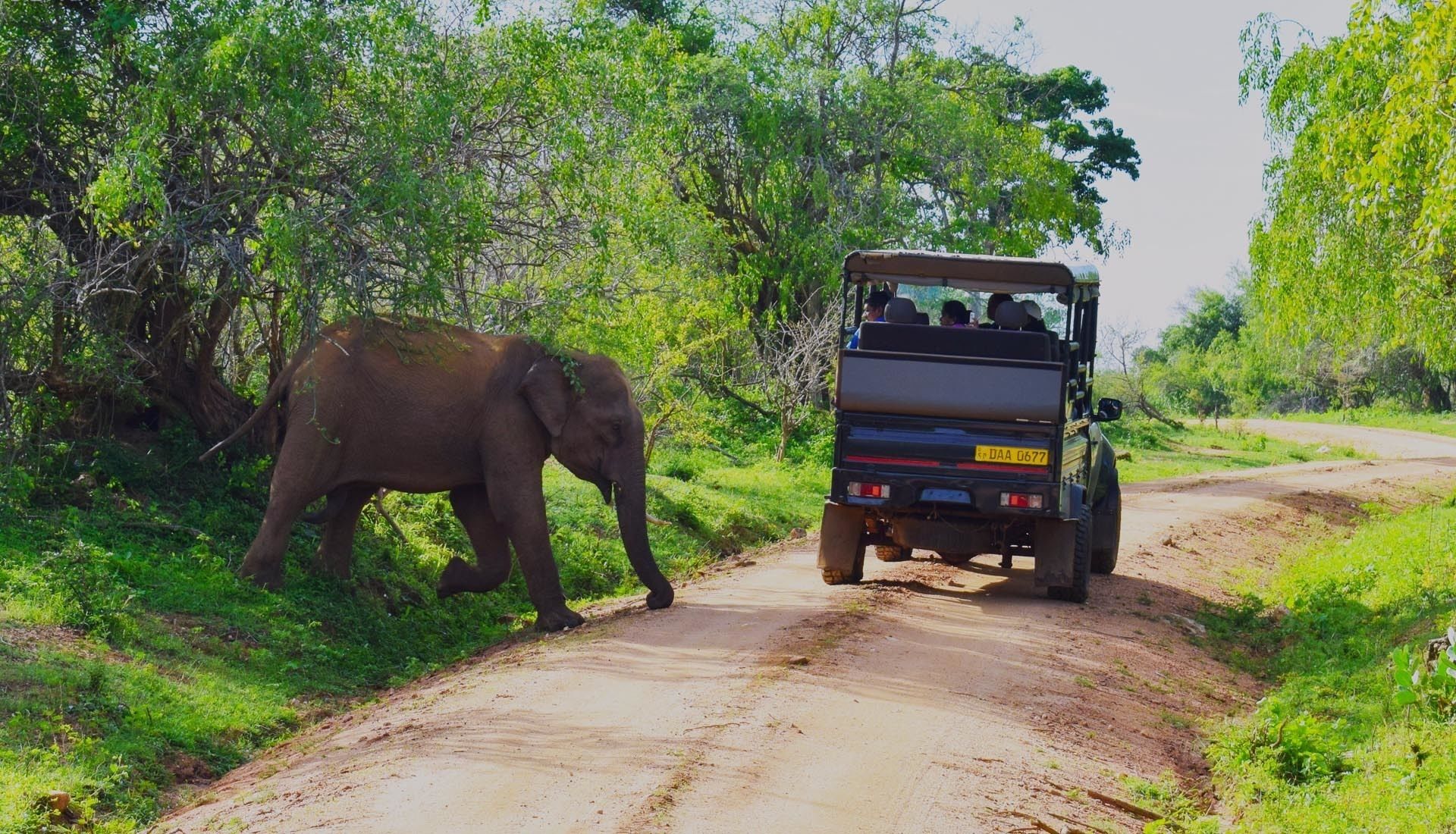Сафари на шри. Национальный парк Яла Шри Ланка. Национальный парк Яла Шри Ланка сафари. Шри Ланка сафари на джипах. Парк Яла Шри Ланка.