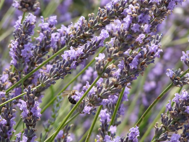 Close-up of the lavender in Pays de Sault 