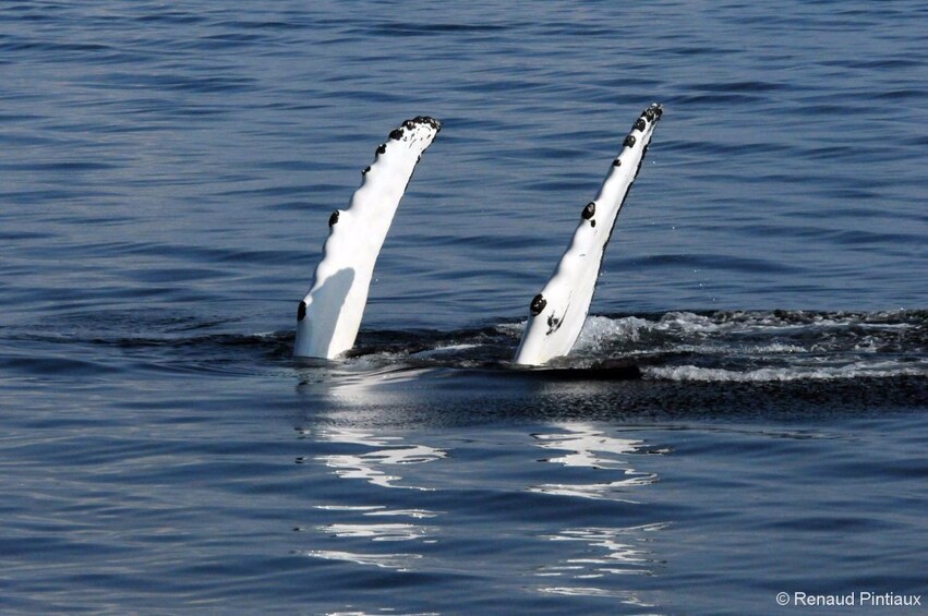 Whales fins stick out of water in Quebec City