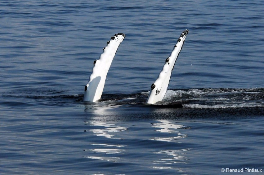 Whales fins stick out of water in Quebec City