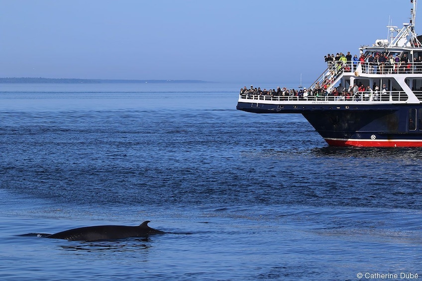 Ferry approaches blue whale in St. Lawrence River, Quebec City