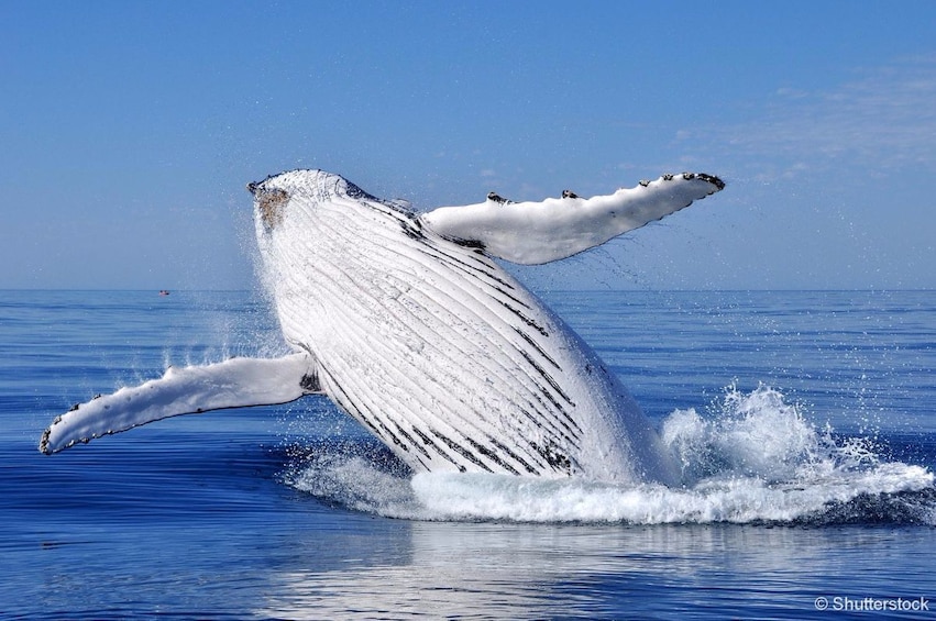 Whale breaching in St. Lawrence River, Quebec City