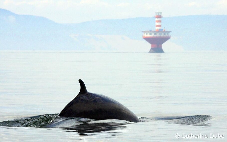 Whales fin and back stick out of water of St. Lawrence River in Quebec City