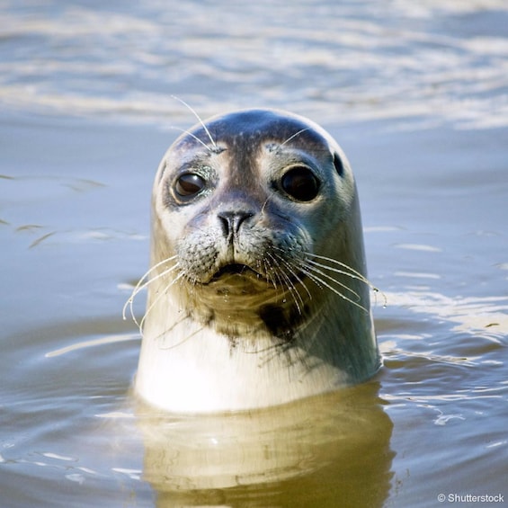 Closeup of seal's face above the water in Quebec City, Canada