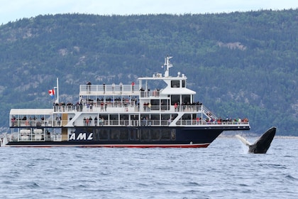 Desde la ciudad de Quebec: tour de avistamiento de ballenas: excursión de u...