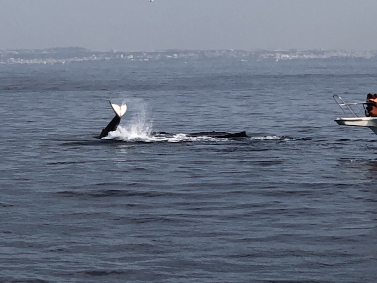 Whale Watching Tour (Departure from Naha or Chatan)