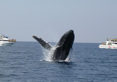 Okinawa Whale Watching Tour,  Departure from NAHA (with pickup) or CHATAN