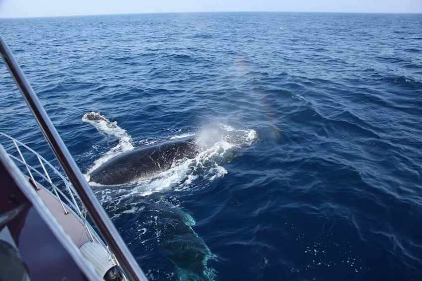 Whale Watching Tour (Departure from Naha or Chatan)