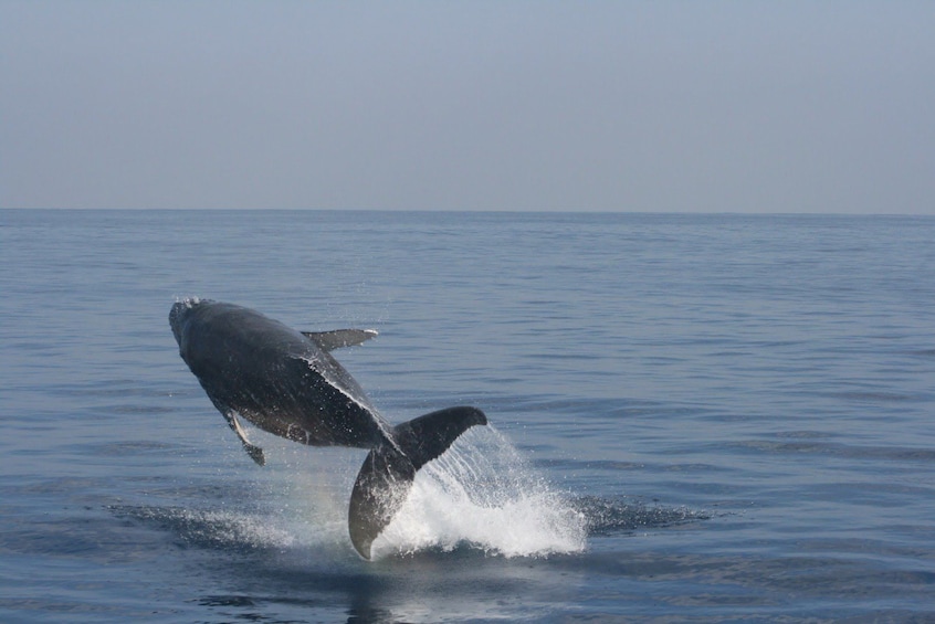 Whale Watching Tour (Departure from Naha or Chatan)
