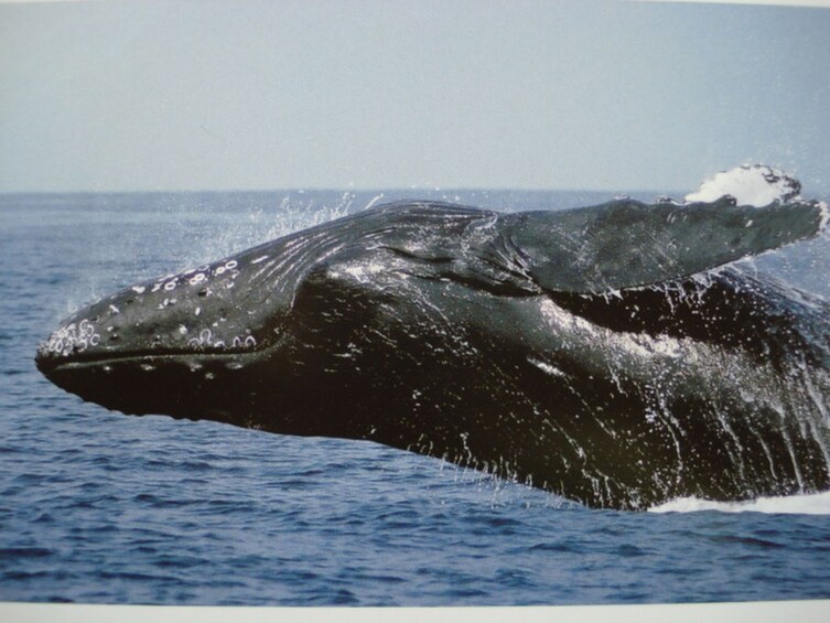 Whale Watching Tour (Departure from Naha or Chatan)