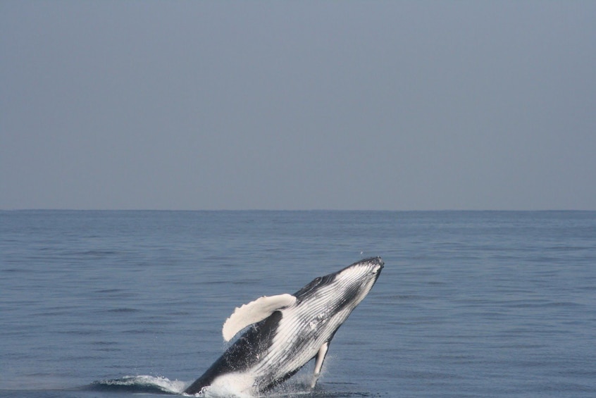 Whale Watching Tour (Departure from Naha or Chatan)