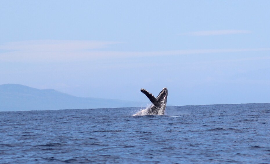 Humpback whale breaching in Maui, Hawaii