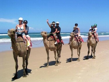 Qatar South Coast Tour With Camel Ride