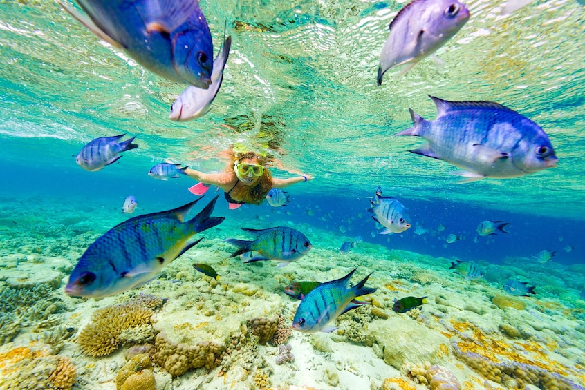 Colorful fish with woman snorkeling in the background in the Dominican Republic