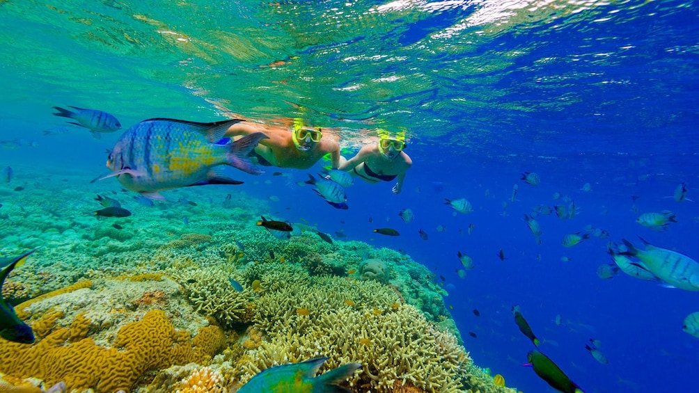 Combo Tour: Eco Buggy Tour & Snorkeling Catamaran Cruise