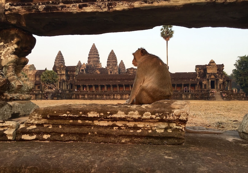 Monkey sits on stones at Angkor Wat in Cambodia