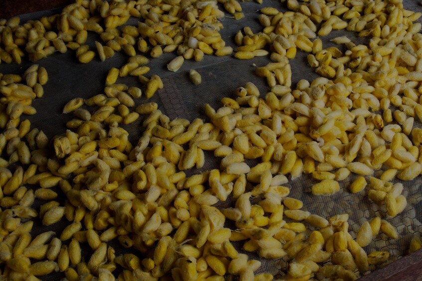 Many, small, yellow silk worms