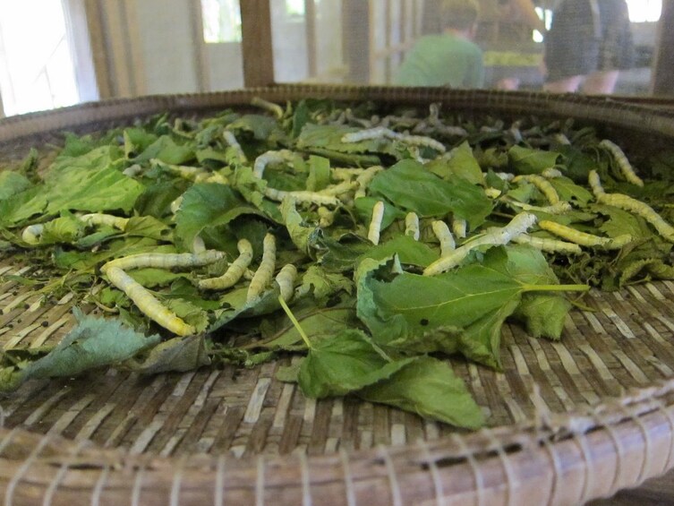Long worms eating green leaves at Angkor Silk Farm