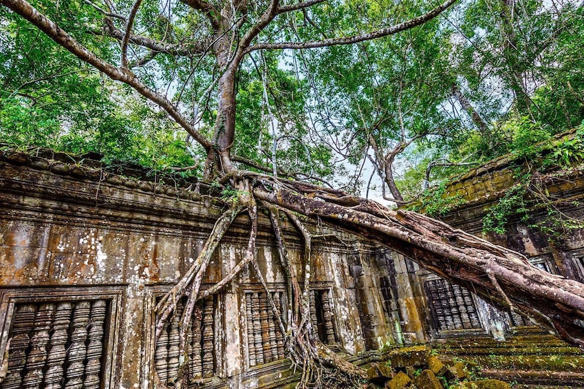 Tree grows against structure at Beng Mealea Temple